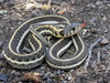 Black-necked Garter Snake - Photo (c) Yinan Li, some rights reserved (CC BY-NC), uploaded by Yinan Li