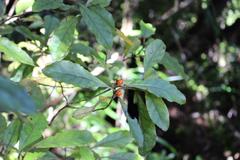 Coprosma dodonaeifolia