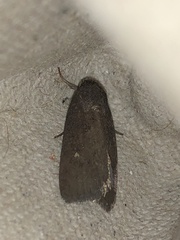 Athetiina