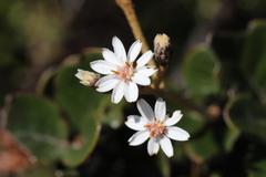 Olearia allomii