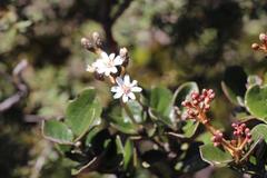 Olearia allomii