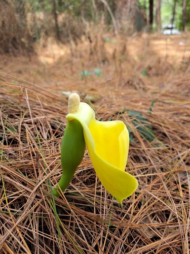 Remusatia vivipara (Roxb.) Schott