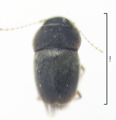 Ptiliodes amplicollis