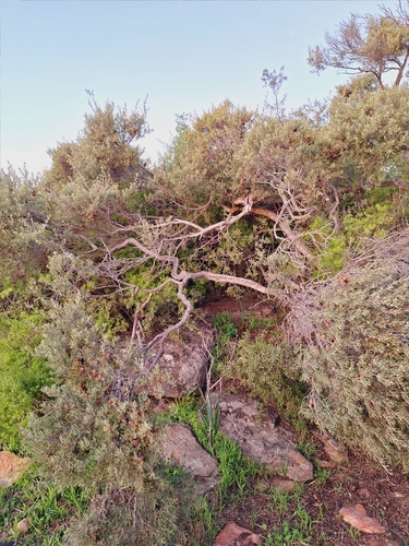 Image of Diospyros austro by (c) Adele SL, some rights reserved (CC BY)