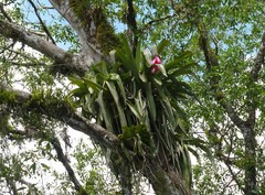 Aechmea mariae-reginae