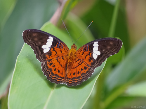 Lamasia lyncides