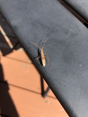 Protenor belfragei