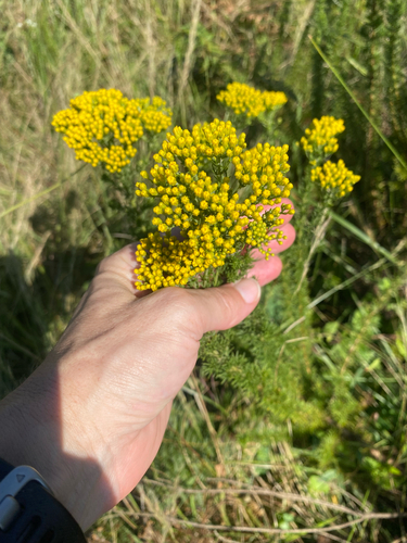 Grassveld Sheepdaisy (Phymaspermum acerosum)