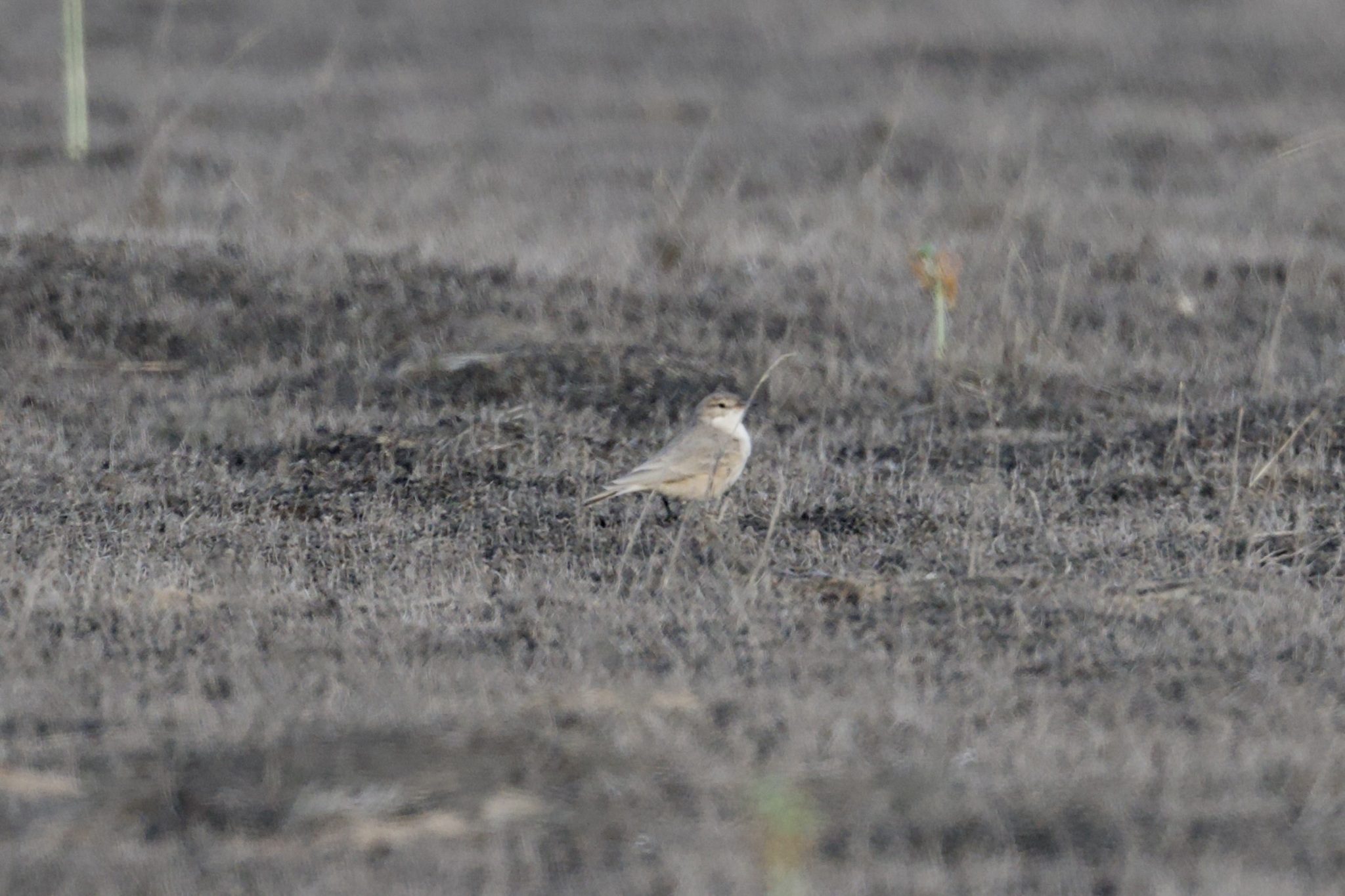 Greyish Miner (Geositta maritima), photo 1