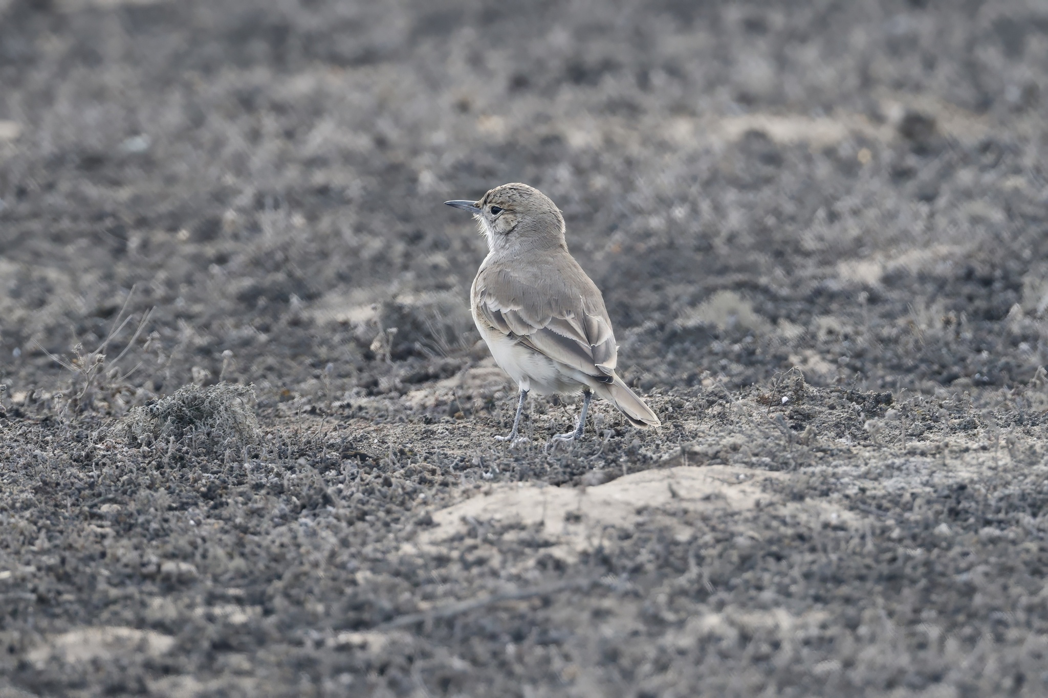 Coastal Miner (Geositta peruviana), photo 4