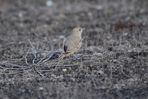 Coastal Miner (Geositta peruviana), photo 3