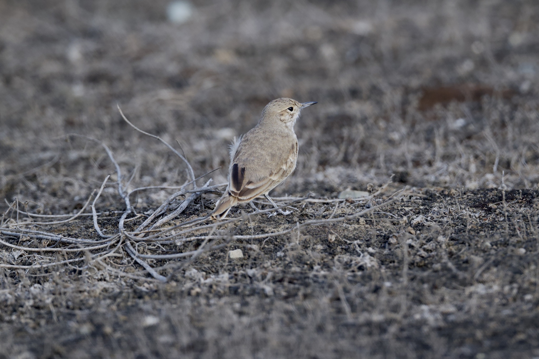 Coastal Miner (Geositta peruviana), photo 3