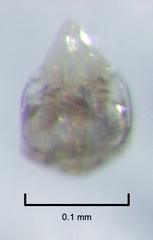 Ptiliodes amplicollis