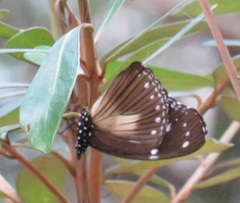 Hypolimnas anthedon wahlbergi