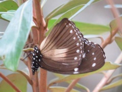 Hypolimnas anthedon wahlbergi