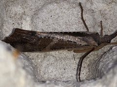 Nemotaulius