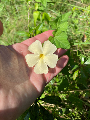Heartleaf Clockvine (Thunbergia dregeana)