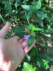 Rhinacanthus gracilis, photograph (c) Sunčana Bradley, some rights reserved (CC BY)