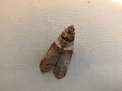 Acrobasis caryae
