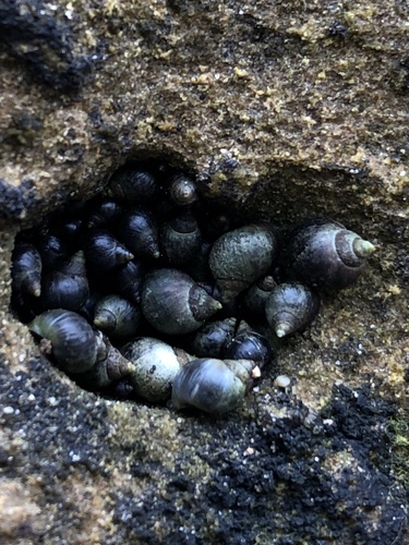 Small Periwinkle