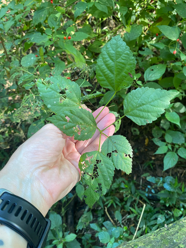 Acalypha glabrata, photograph 5