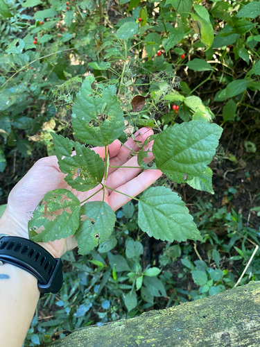 Acalypha glabrata, photograph 4