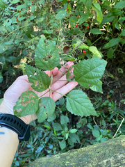 (c) Sunčana Bradley, some rights reserved (CC BY) Acalypha glabrata, photograph (c) Sunčana Bradley, some rights reserved (CC BY)