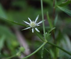 Eryngium aquaticum