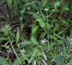 Eryngium aquaticum