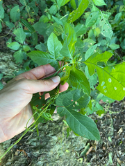 Dalechampia capensis, photograph (c) Sunčana Bradley, some rights reserved (CC BY)