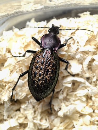 Carabus elysii