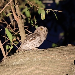 Otus senegalensis
