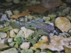 Raffaelli's Spiny Crocodile Newt photo 3