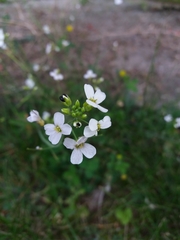 Arabidopsis arenosa arenosa