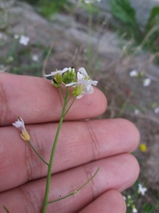 Arabidopsis arenosa arenosa