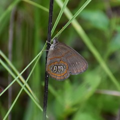 Neonympha areolatus