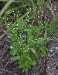 Mitreola
