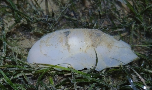 Philine aperta observed 2025-04-12