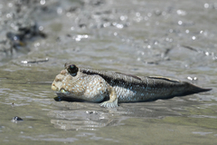 Giant Mudskipper photo 4