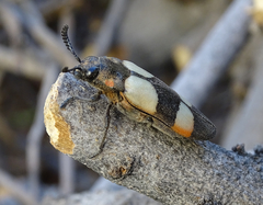 Agelia petelii