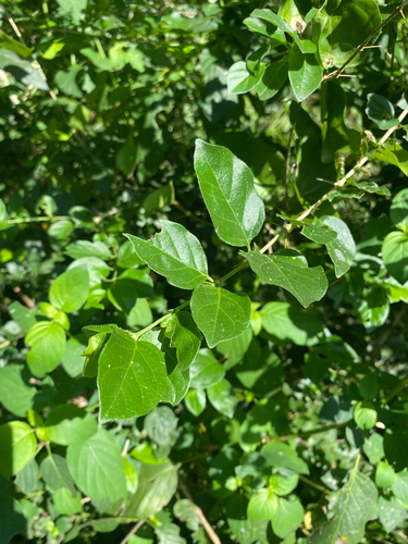 Canthium ciliatum, photograph 3
