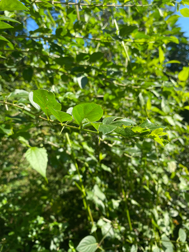 Canthium ciliatum, photograph 4