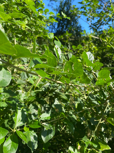 Canthium ciliatum, photograph 6