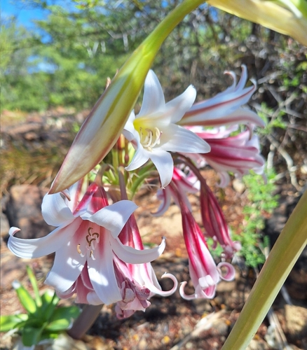 Western Swamplily (Crinum variabile)