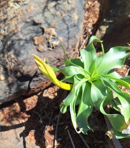 Image of Crinum variabile by (c) Adele SL, some rights reserved (CC BY)