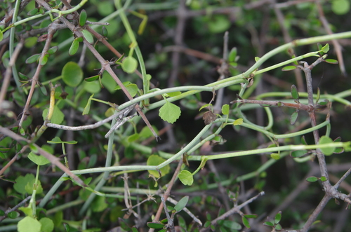 Image of New Zealand Aniseed (Scandia geniculata) by (c) Ed Wilson, some rights reserved (CC BY)