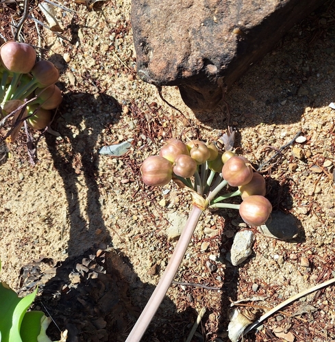 Image of Crinum variabile by (c) Adele SL, some rights reserved (CC BY)