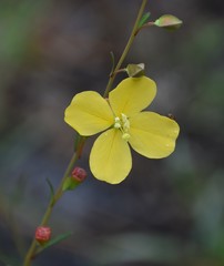 Ludwigia virgata