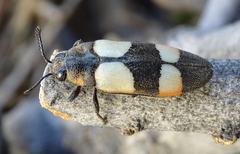 Agelia petelii