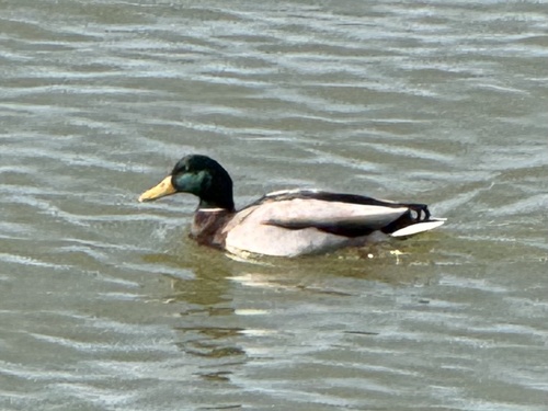 Mallard photographed in Kentucky